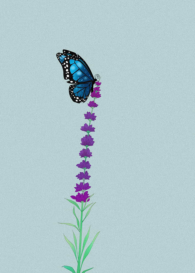 the butterfly and Lavender