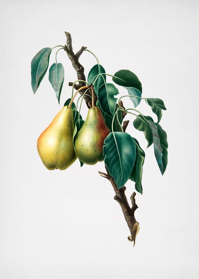 Vintage Lemon Pear Fruit