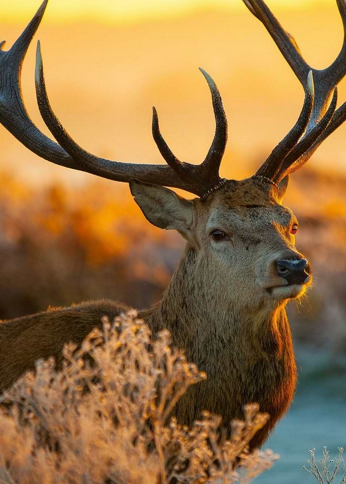 Deer