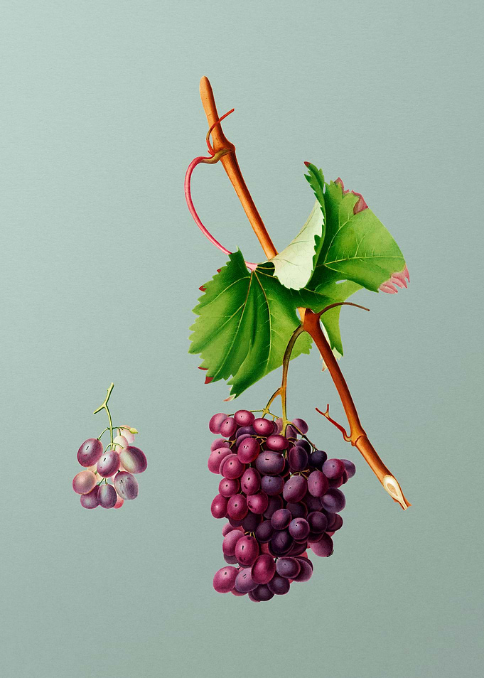 Vintage Grape Barbarossa