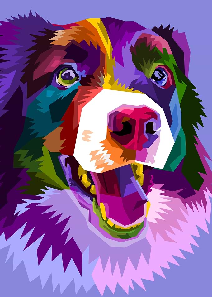 Border collie