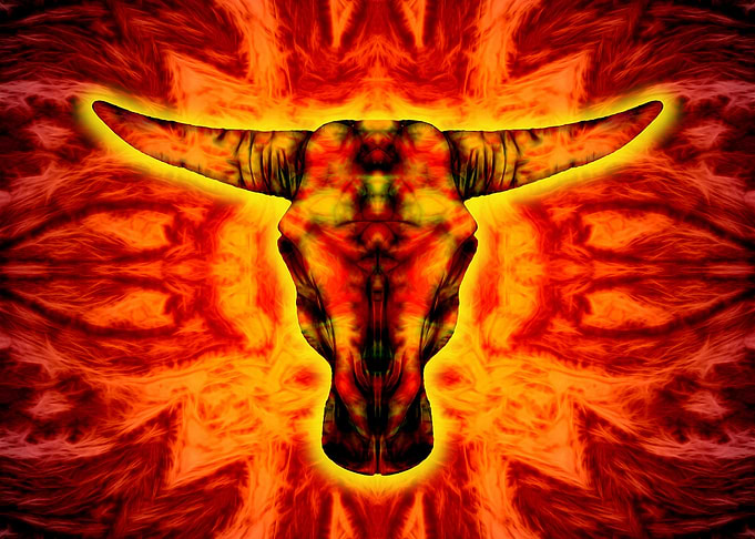 The bull