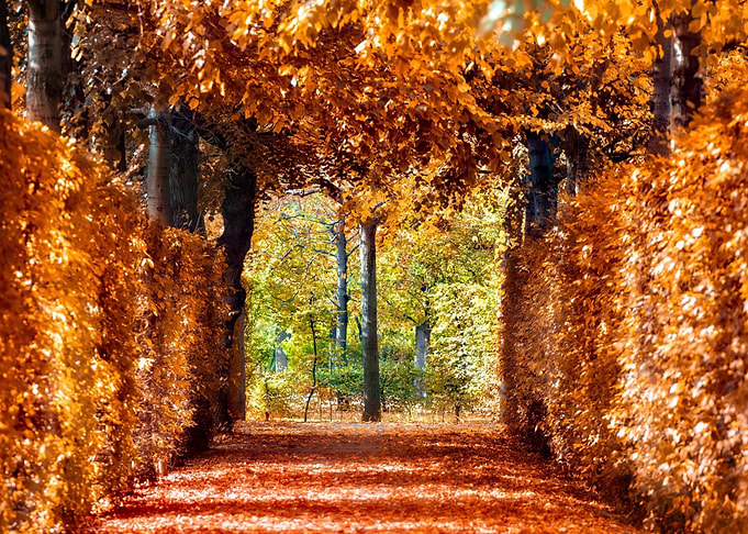 Autumn walk