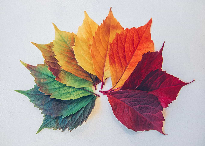 Seasonal leaf change