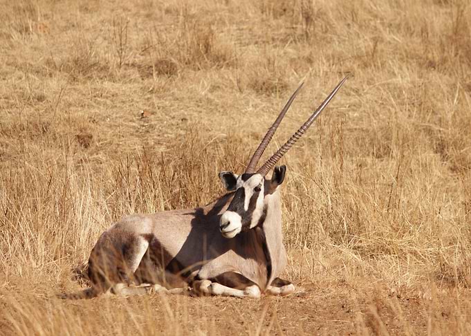 horn long brown deer