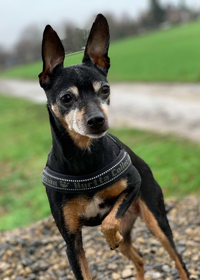 Ratero Dog