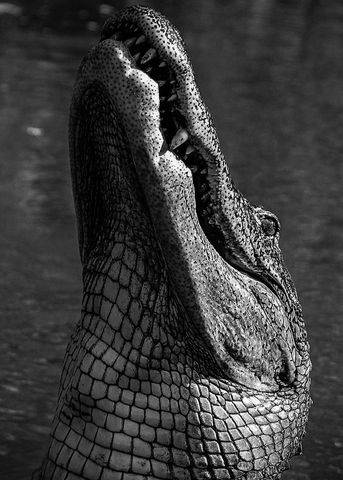 crocodile face poster