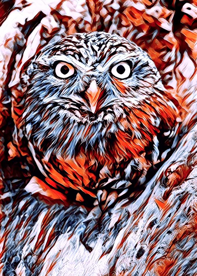 Animals 4