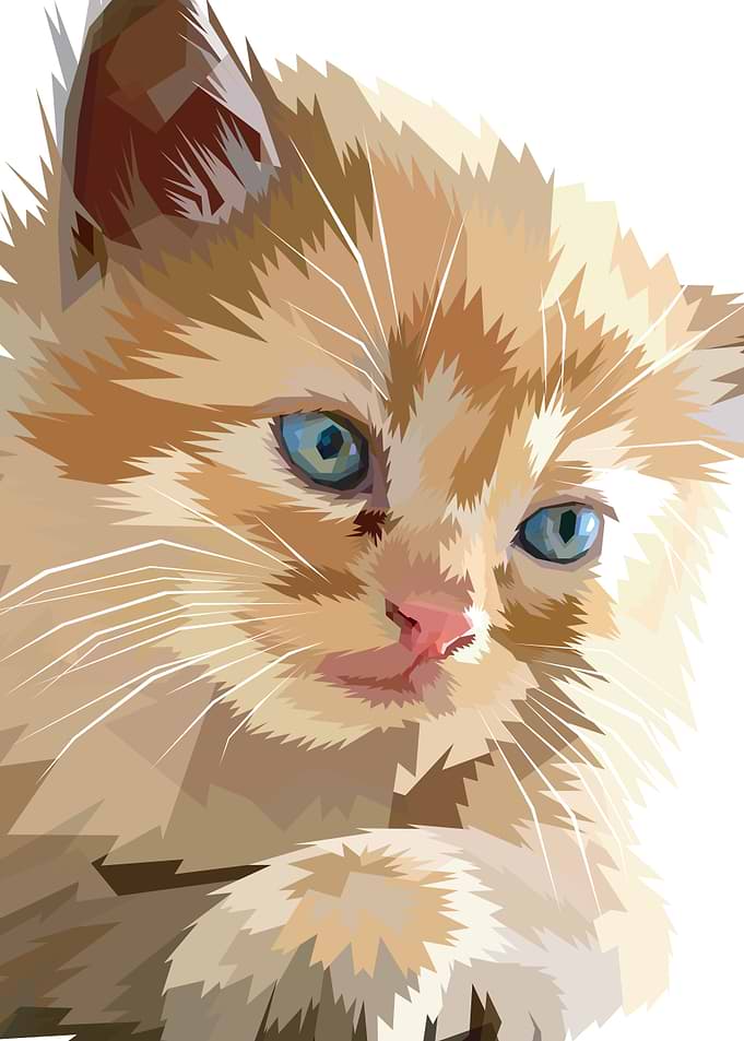 Cute cat