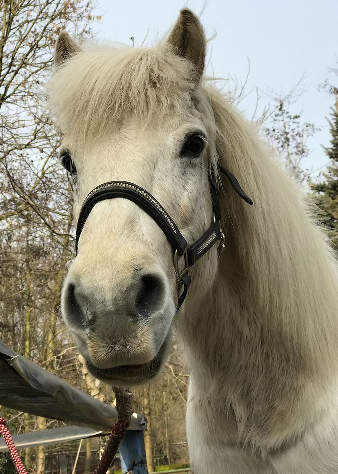 Horse Portrait