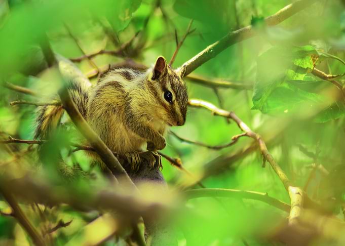 green tree animal