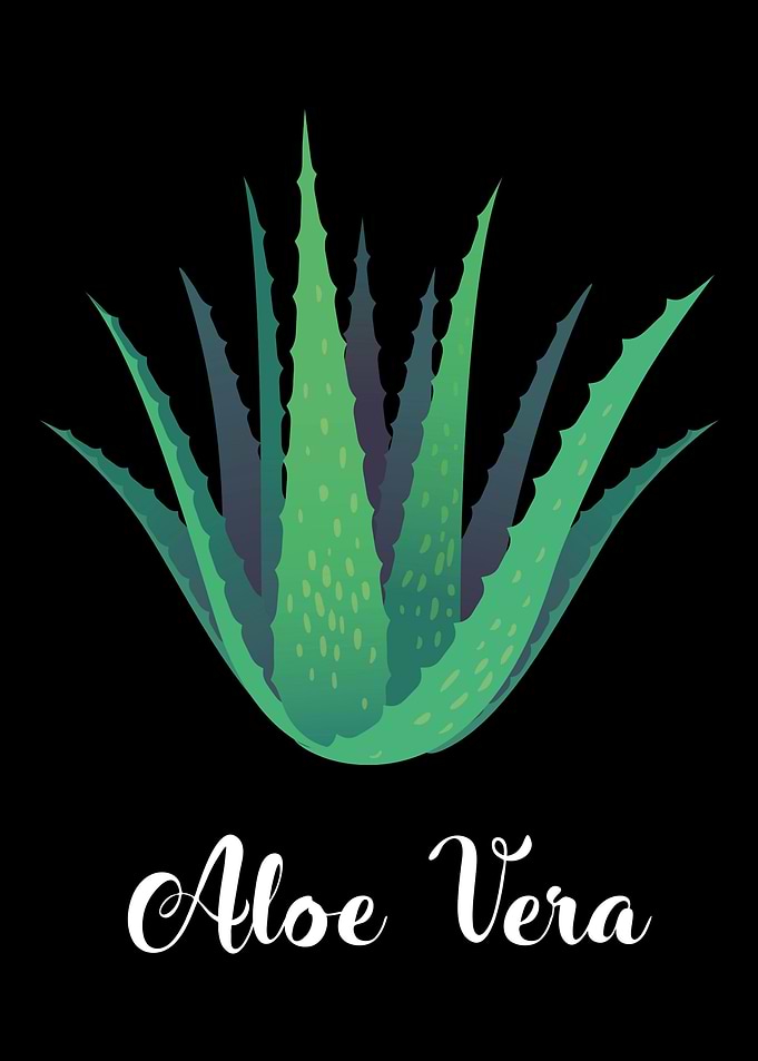 Aloe Vera Garden Plant Flo