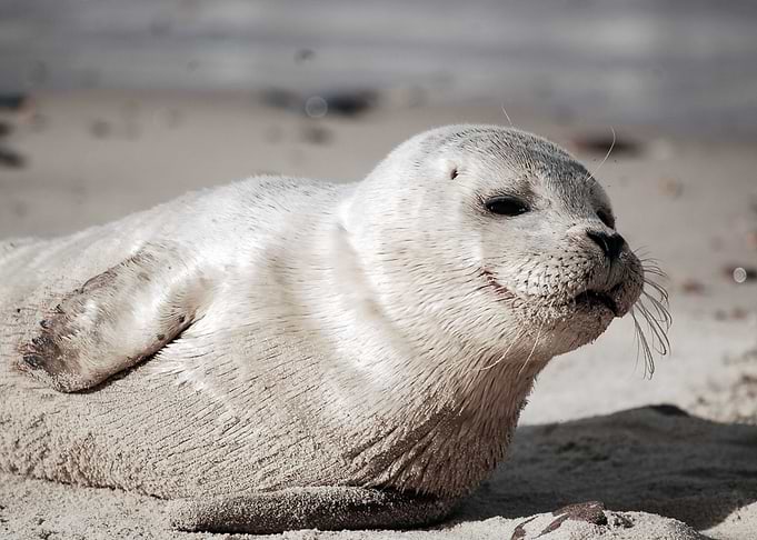 Cute Seal Wallpaper
