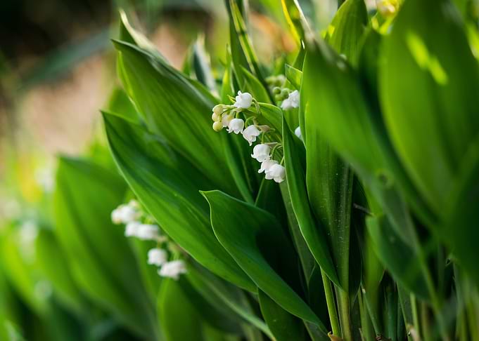 Tender white lilies