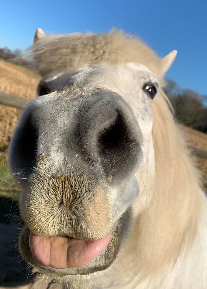 Horse closeup