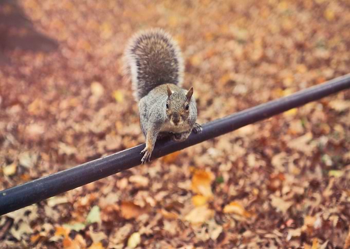 squirrel brown head