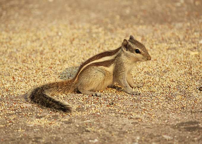 long tail animal