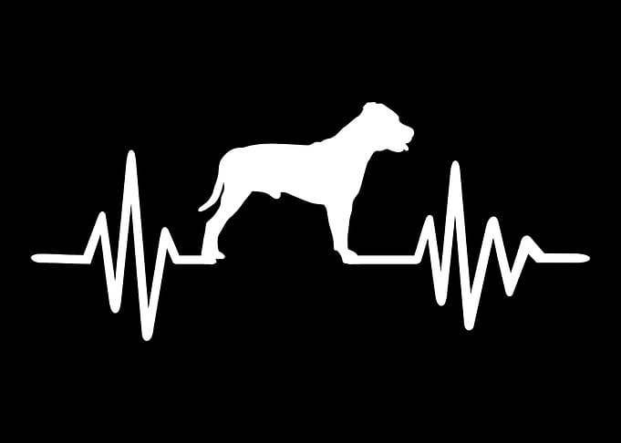 Staffordshire Bull Terrier