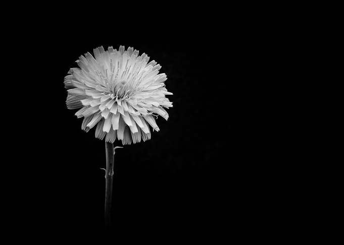 Dandelion flower