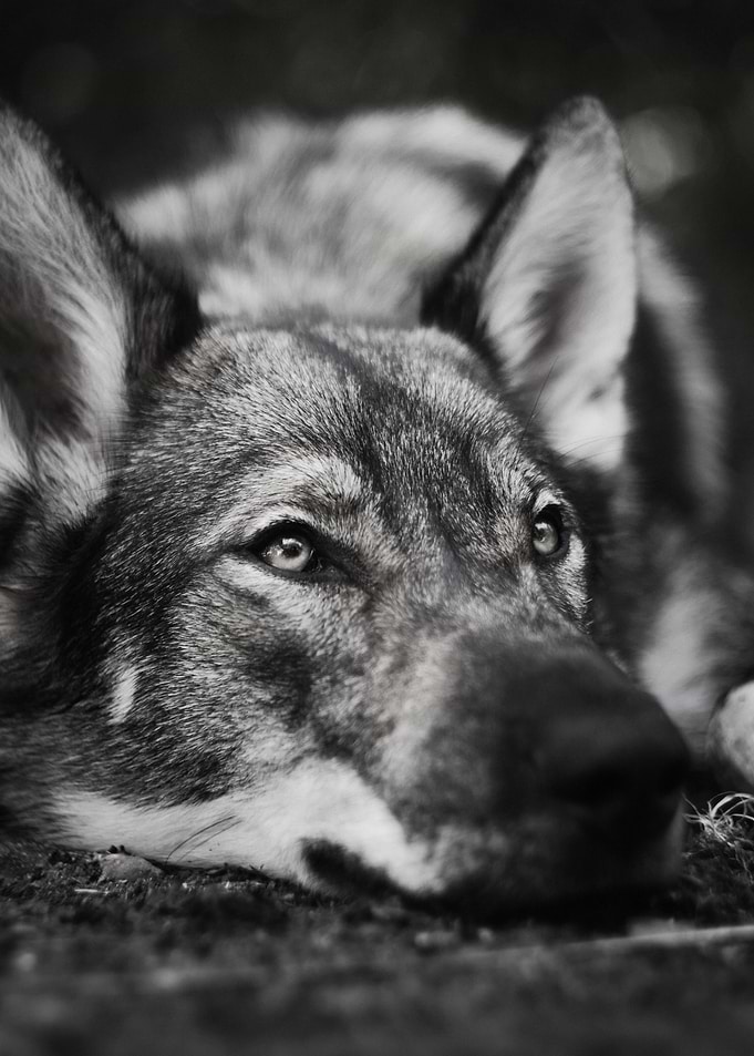 cute wolf face poster