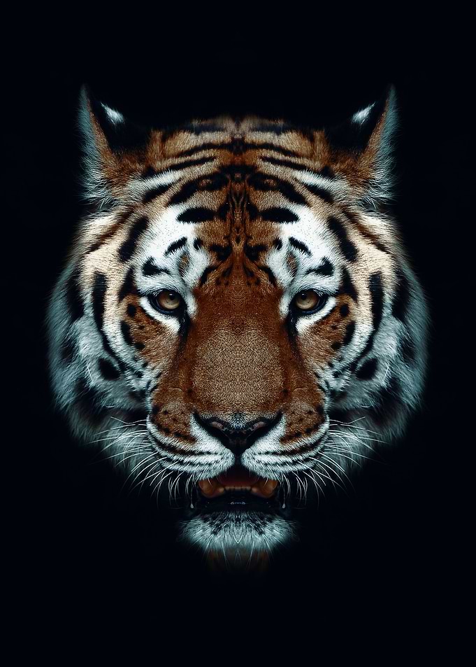 wild tiger head black