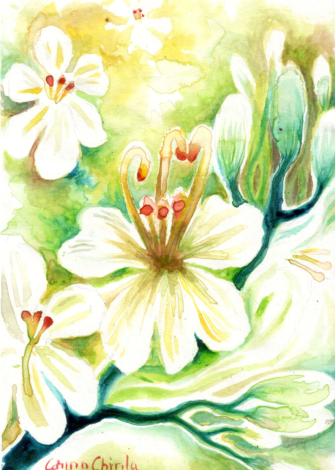 Moringa flowers