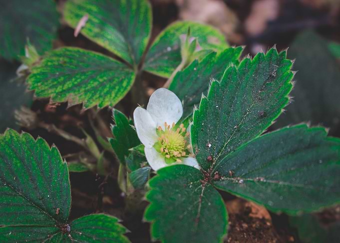 flower strowberry green