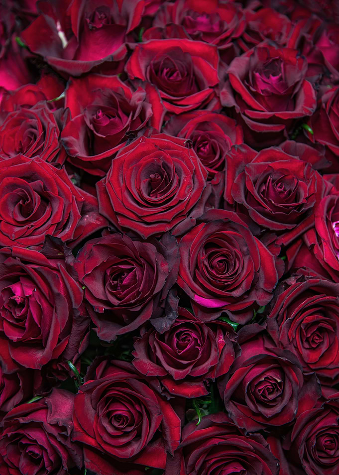 Red Roses