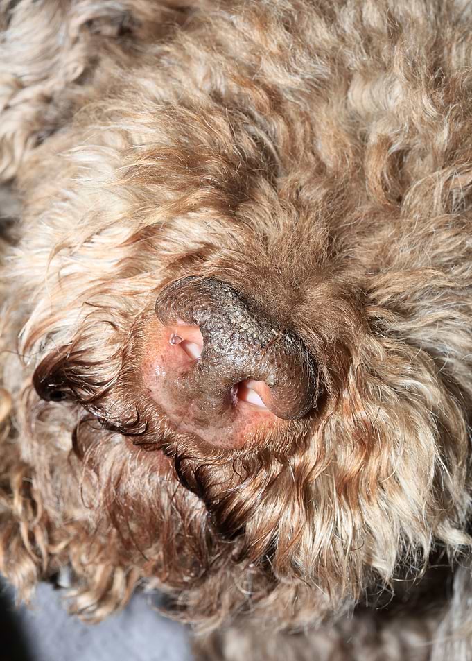 Lagotto romagnolo dog face