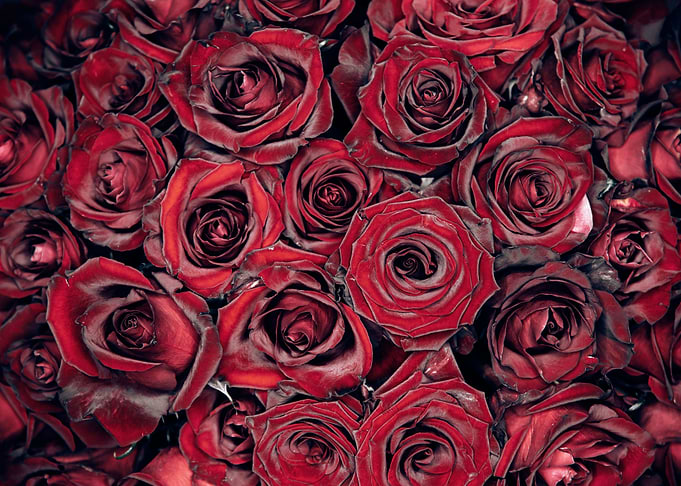 Red Roses