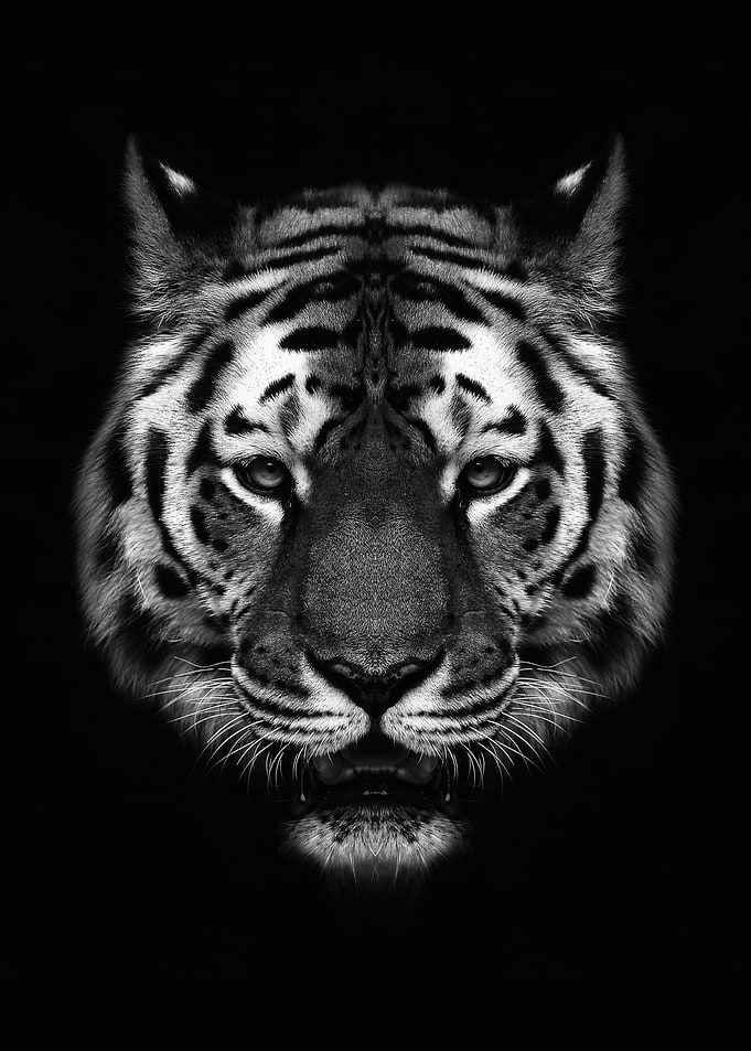 tiger head black white