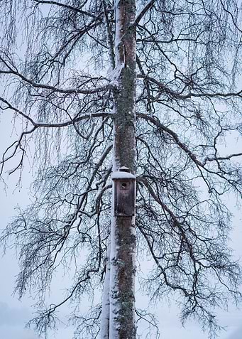 Snowy Birdhouse
