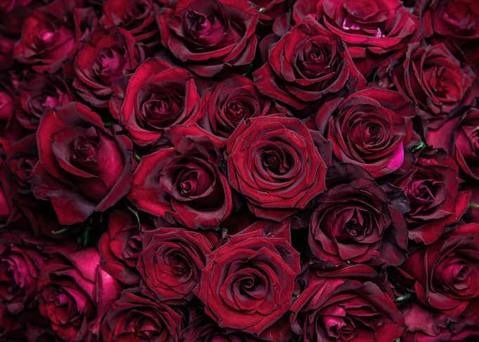 Red Roses