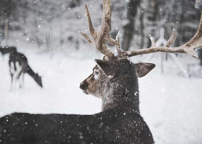 Deer in Snow