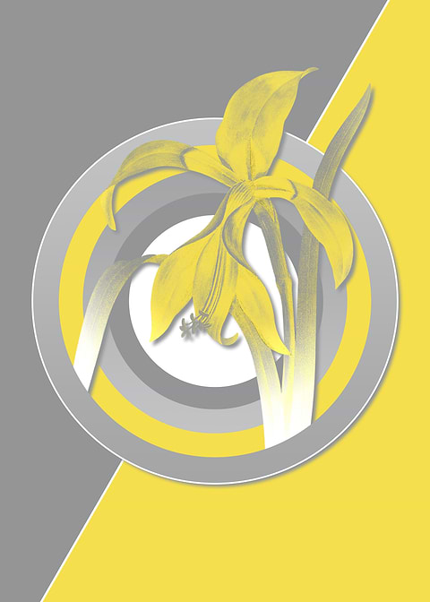 Amaryllis Yellow and Gray