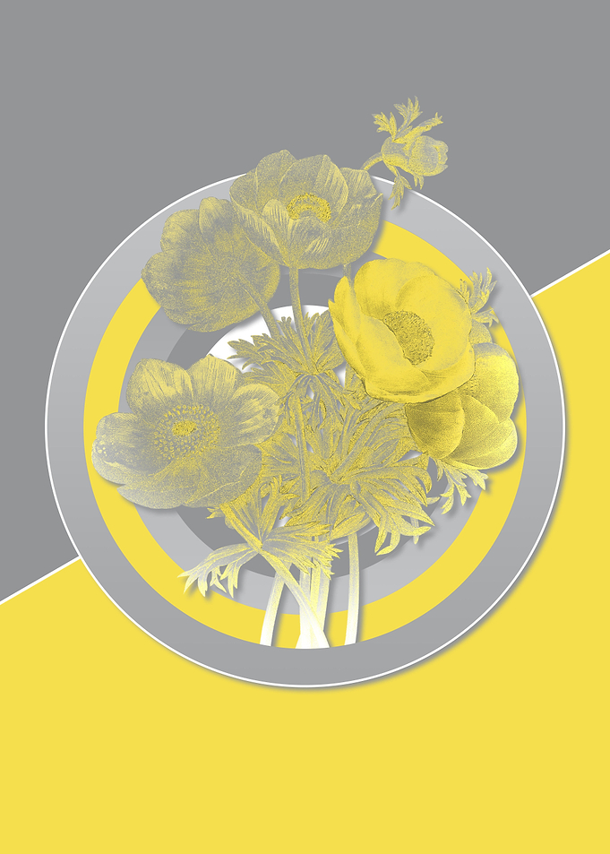 Anemone Flowers Yellow