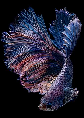 Betta Fish
