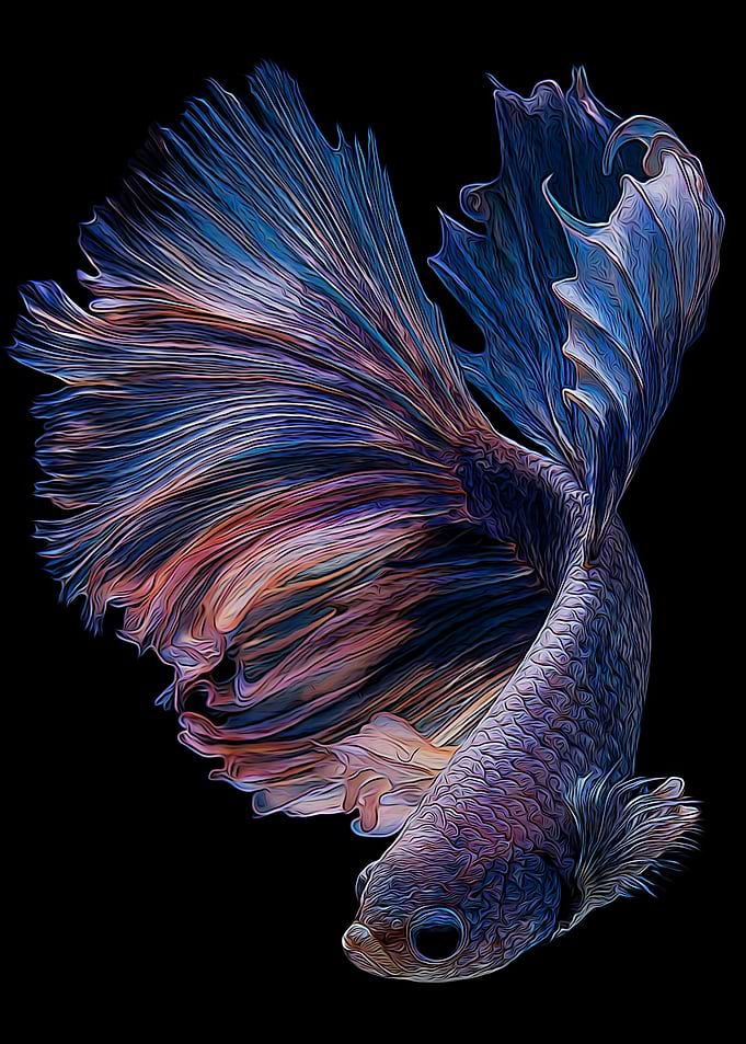 Betta Fish