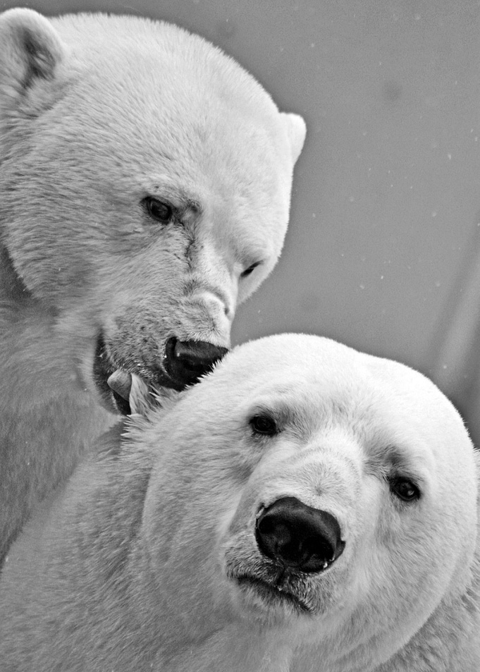 Polar Bears