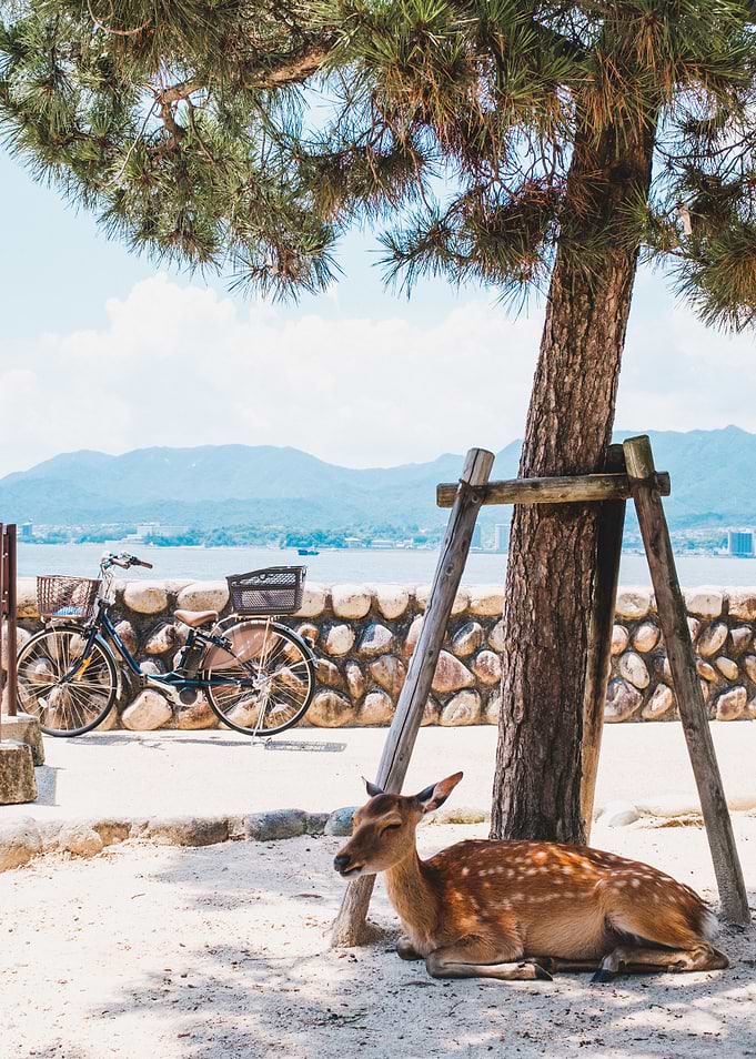 Resting Deer Japan II
