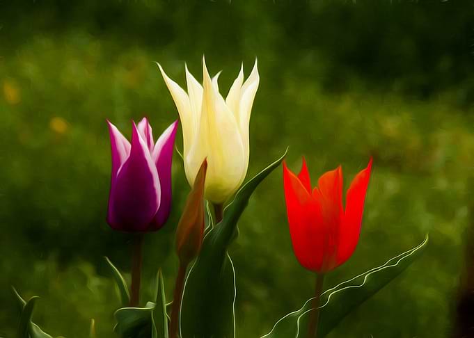 Tulips