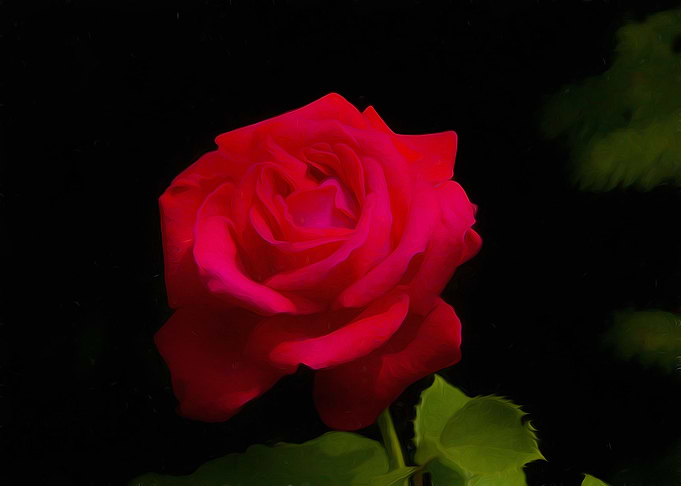 Red rose