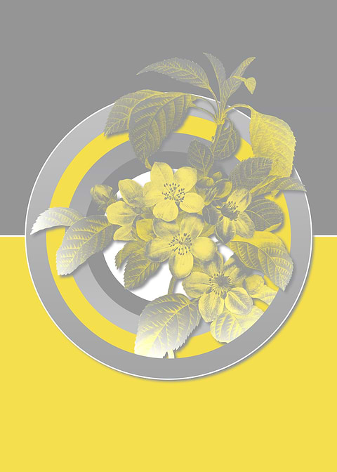 Apple Blossom Yellow Gray