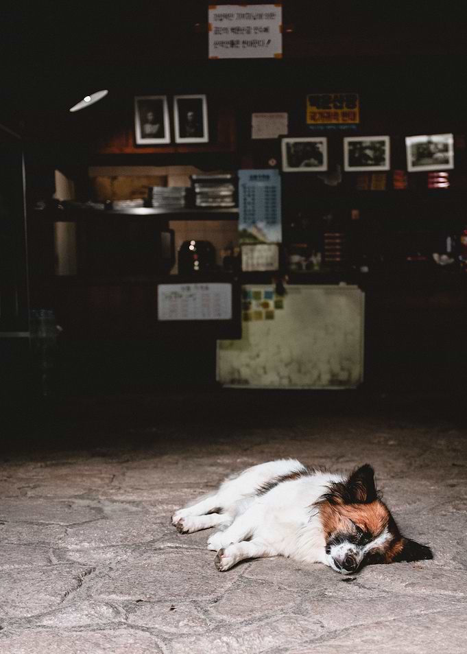 Sleeping Korean Dog
