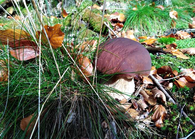 Mushroom