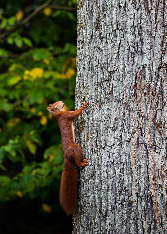 Squirrel