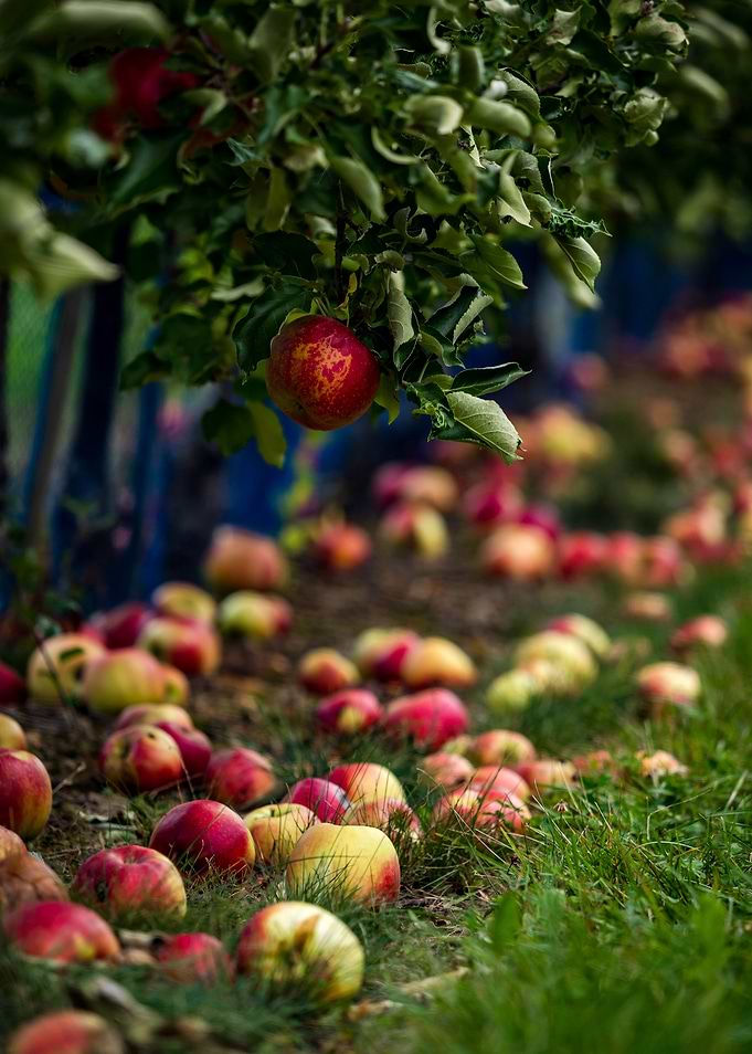 Apples