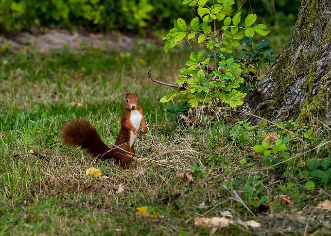 Squirrel