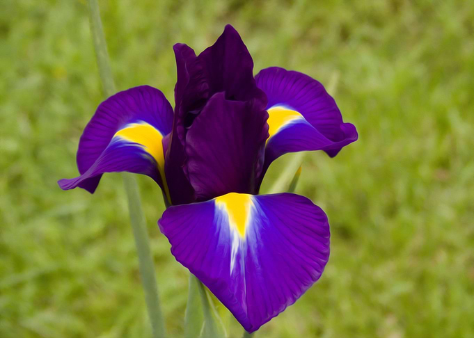 Iris