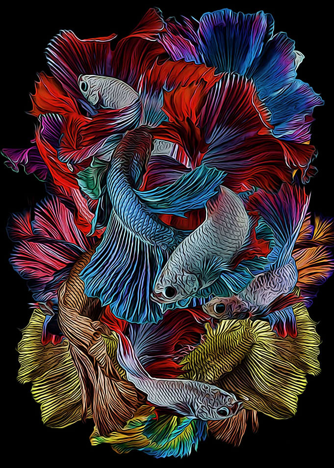 Betta Fish